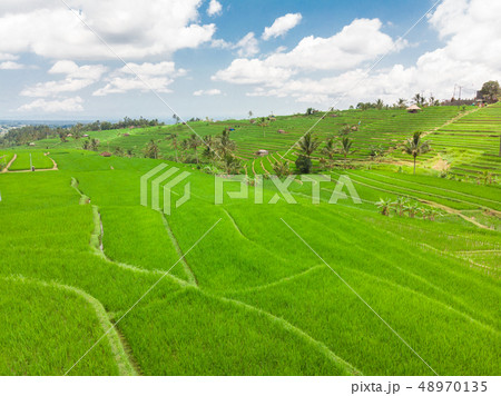 Jatiluwih rice terraces and plantation in Bali, Indonesia, with palm trees and paths. Jatiluwih rice terraces and plantation in Bali, Indonesia, with palm trees and paths. 48970135