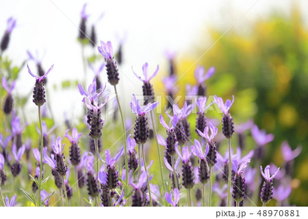 初夏の花畑 フレンチラベンダー 初夏の花畑 フレンチラベンダー 48970881