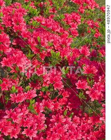 鮮やかに咲くツツジ 48970947