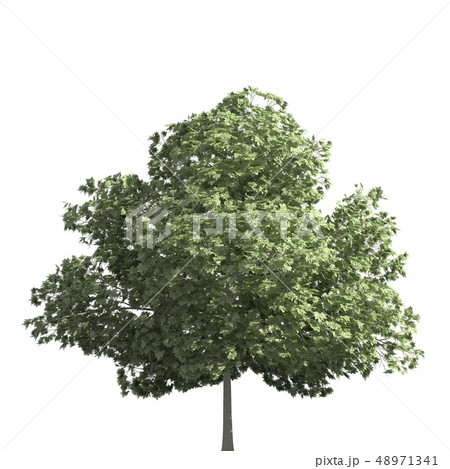 Tree 3d illustration isolated on the white background 48971341