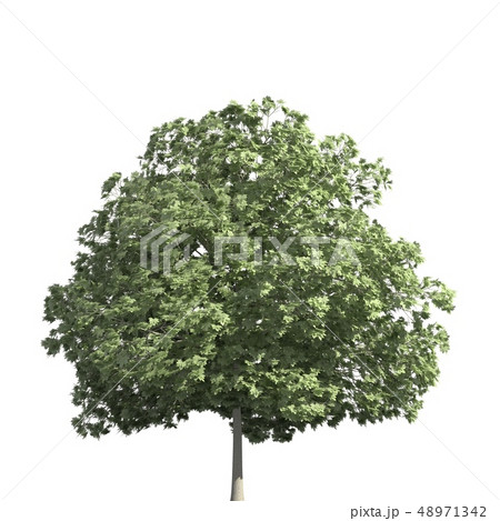 Tree 3d illustration isolated on the white background Tree 3d illustration isolated on the white background 48971342