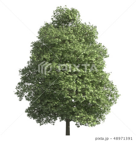 Tree 3d illustration isolated on the white background Tree 3d illustration isolated on the white background 48971391