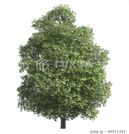 Tree 3d illustration isolated on the white background 48971392