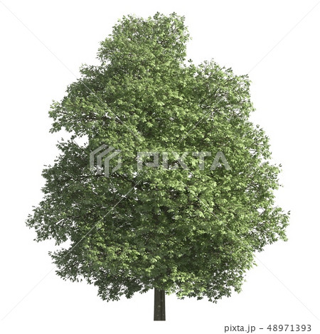 Tree 3d illustration isolated on the white background 48971393