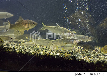 オイカワ 48971437