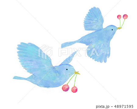 鳥と果実 サクランボ 水彩 手書き風 青い鳥のイラスト素材
