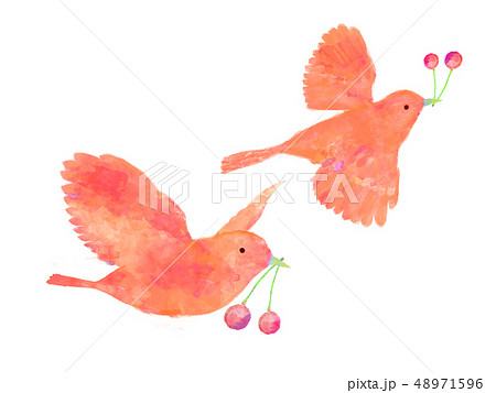 鳥と果実 サクランボ 水彩 手書き風 赤い鳥のイラスト素材 48971596