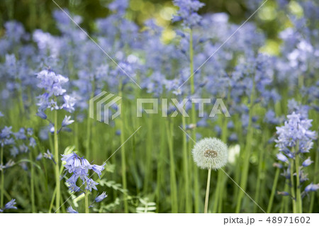 初夏の草叢・シラーカンパヌラータとたんぽぽの種子玉 48971602