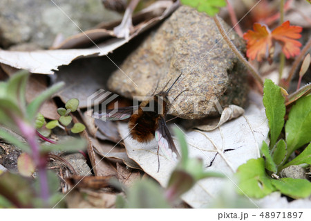 ビロードツリアブ ビロードツリアブ 48971897