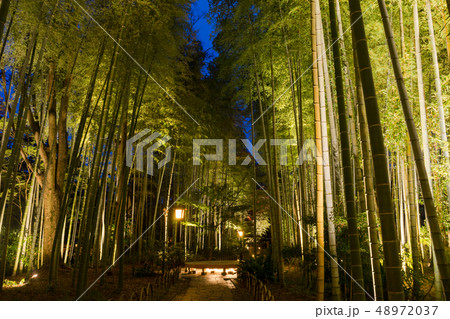 修善寺　竹林の小径夜景 48972037