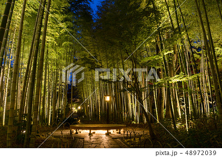 修善寺 竹林の小径夜景 修善寺 竹林の小径夜景 48972039