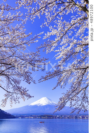 富士山と満開の桜、山梨県河口湖町にての写真素材 [48972100] - PIXTA