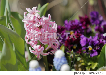 ヒヤシンス ヒヤシンス 48972145