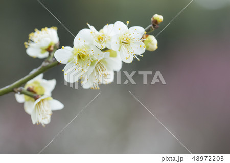 白梅の花 白梅の花 48972203