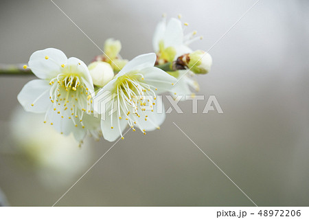 白梅の花 白梅の花 48972206