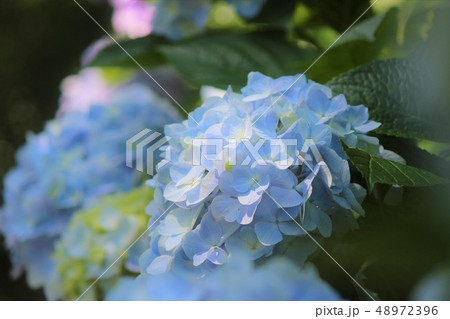 紫陽花 紫陽花 48972396