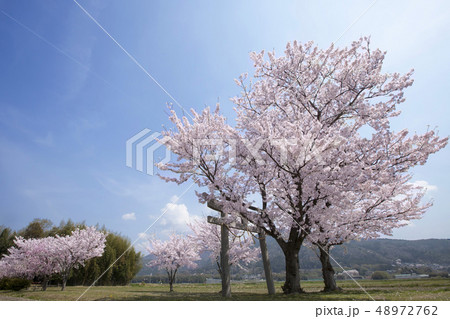 鳥居と桜の風景-2・亀岡にある神社の桜風景 鳥居と桜の風景-2・亀岡にある神社の桜風景 48972762