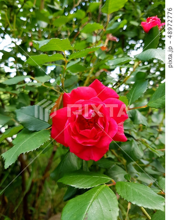 バラ 花 万 48972776
