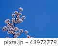 桜と青空 48972779