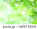 新緑　葉　緑　背景  48973049