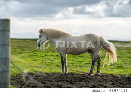 Icelandic horse in scenic nature of Iceland. 48974111