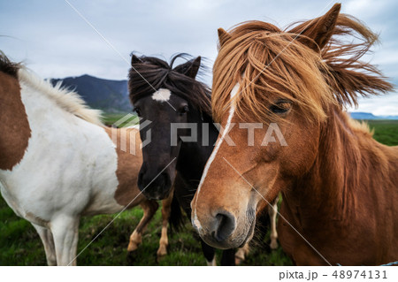 Icelandic horse in scenic nature of Iceland. 48974131