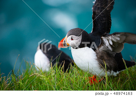 Wild Atlantic puffin seabird in the auk family. 48974163