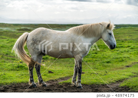 Icelandic horse in scenic nature of Iceland. 48974175