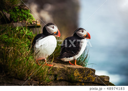 Wild Atlantic puffin seabird in the auk family. 48974183