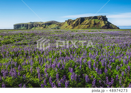 Lupine flowers field in Vik Iceland. Lupine flowers field in Vik Iceland. 48974273