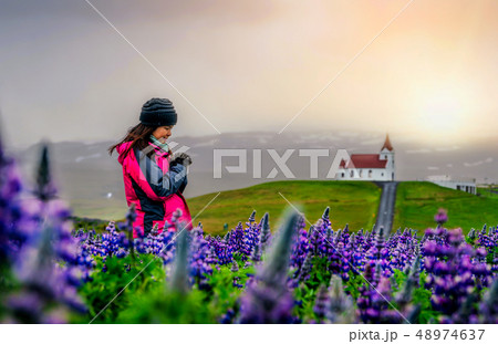 Traveler in Iceland. Church and Lupine Flowers. Traveler in Iceland. Church and Lupine Flowers. 48974637