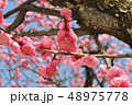 梅の花 ピンク 梅の花 ピンク 48975778