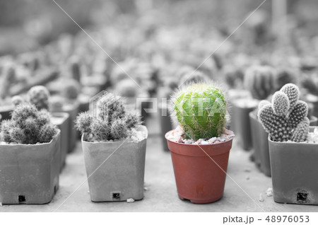 A Mini Cactus in a pot isolated on Black and White 48976053