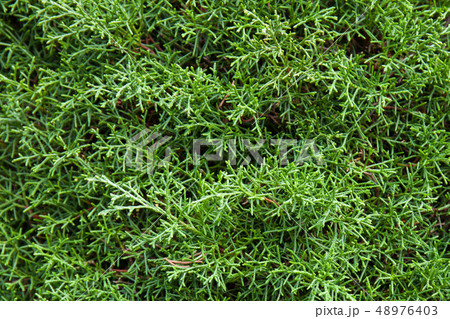 a green cedar using for a background 48976403