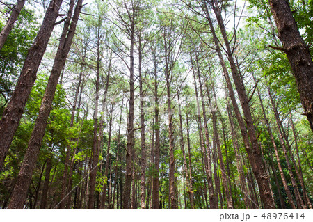 Cedar Park in a forest 48976414