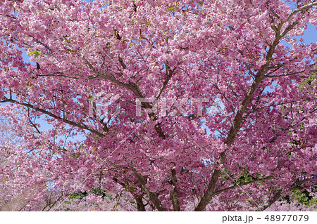 台湾 さくら祭 武陵農場 48977079