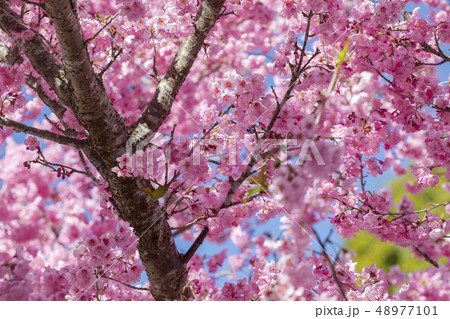 台湾 さくら祭 武陵農場 48977101