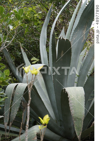 リュウゼツラン 龍舌ラン 亜熱帯植物 蘭 リュウゼツラン 龍舌ラン 亜熱帯植物 蘭 48977890