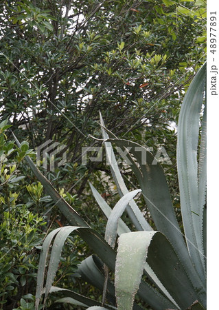 リュウゼツラン 龍舌ラン 亜熱帯植物 蘭 リュウゼツラン 龍舌ラン 亜熱帯植物 蘭 48977891