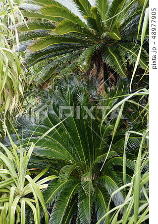 亜熱帯植物 ヤシ 蘇鉄 奄美 亜熱帯植物 ヤシ 蘇鉄 奄美 48977905