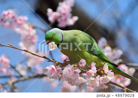 インコと大寒桜(安行桜)(N) インコと大寒桜(安行桜)(N) 48979028