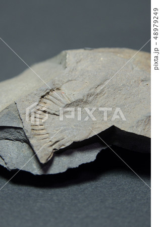 アンモナイト 48979249