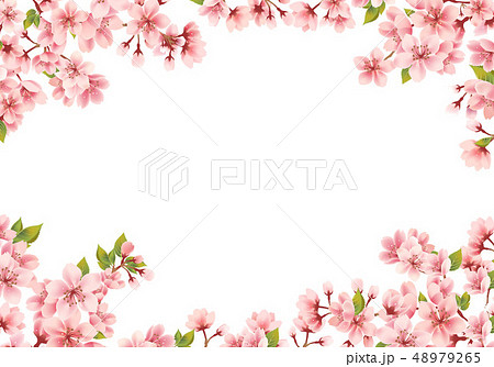 桜の背景素材 48979265