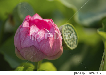 蓮の花 蓮の花 48979370