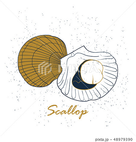 Scallop logo. Hand drawn vector illustration 48979390