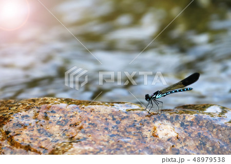 Beautiful green damselflies on a rock in waterfall 48979538