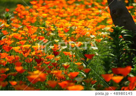 木元で群生するひなげし 48980145