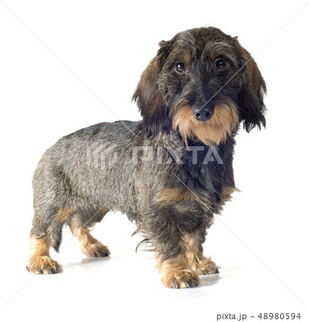 Wire-haired dachshund 48980594