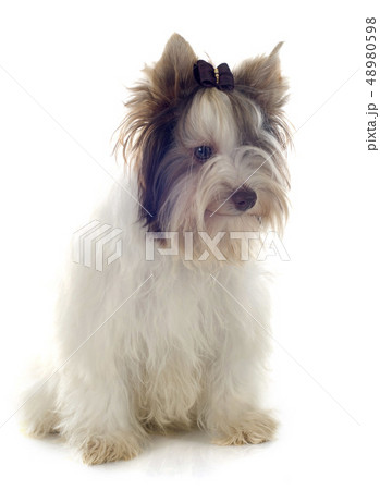 biewer yorkshire terrier biewer yorkshire terrier 48980598