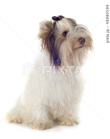 biewer yorkshire terrier biewer yorkshire terrier 48980599